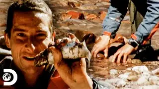 Bear pesca trucha con una ingeniosa técnica | A Prueba de Todo | Discovery Latinoamérica