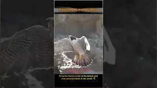 Falcon Hunting #PeregrineFalcon #FalconHunting #BirdsOfPrey #FalconSpeed #FalconAttack#BirdHunting