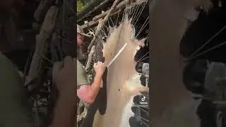 Dry scrape method #novembersouth #primitiveskills #buckskin #braintan #coolstuff #fypviral