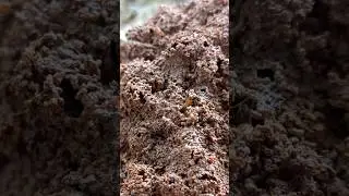 White Ants || Termite #shorts #trending #nature