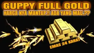 GUPPY FULL GOLD // SUPER GOLD 24 KARAT // FISH SUPER GOLD #guppy #gold #ikan #viral