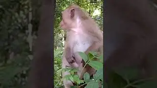 #lovelybaby #shortvideo #angkormonkey