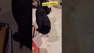 Pug training Jimmy's balance #youtubeshorts #love #comedy #shorts #subscribe #viral. ..........