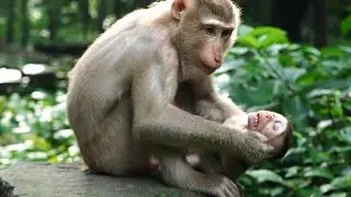 Monkey baby Kenzo is very happy to play around his mama Katrina