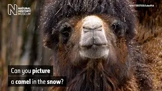 Как верблюды выживают в пустынях? | Удивительная наука