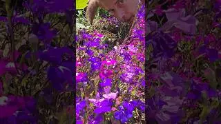 Trailing Lobelia (l.erinus) #gardening #summerflowers #permaculture #motivation #colors #ideas