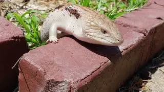 Blue tongue skink walking outdoors