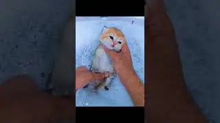 baby cat -cathome #cat #meoxinh #cute #shots #kitten #pets #meow #animals #goldfish #cathome