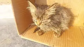 This Adorable Kitten Is Happily Living Alone… So Cute! 🥹