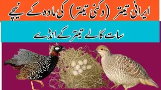Black Francolin Eggs Under Grey Francolin | Irani Teetar Breeding Process | Dukni Teetar Breeding |