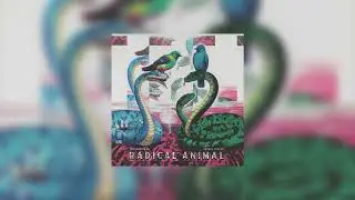 Youngradical, Animal Island - 