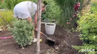 Большая переделка моей клумбы 🥰