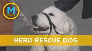 Hero rescue dog saves owner after unexpected seizure | Your Morning
