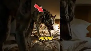 4 Shocking Animals Found Hiding in Walls! #scaryanimals #pets