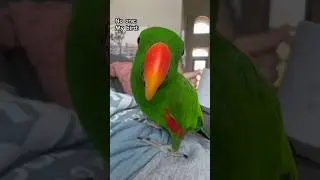 Typical Gideon 😂 #gideon #eclectus #eclectusparrot #parrot #bird #rescue #cute #funny #animals