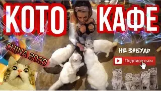 КОТО-КАФЕ Cat Cafe Кафе для кошек