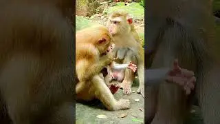 Best video of adorable Lynx wait for joking very clever and friendly #monkey #cute