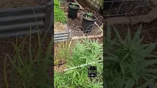 THC Herbangardener - Northern Lights Auto from @seedsman official enriched with @tnbnaturals #tnb