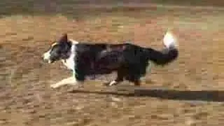 Hob Nob Farm border collies at play