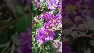 lagerstroemia speciosa | Pride of India | Queen's crape | ornamental plant