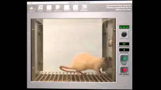 CyberRat Visitor Experiences