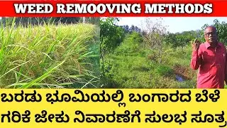 ಬರಡು ಭೂಮಿಯಲ್ಲಿ ಬಂಗಾರದ ಬೆಳೆ | ಗರಿಕೆ ಹುಲ್ಲು, ಜೇಕು ಕಳೆ ನಿವಾರಣೆಗೆ ಸುಲಭ ಸೂತ್ರಗಳು | Weed Remooving Methods