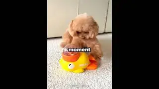 This dog got a snack toy 🐶❤️&zwj;🩹🐾