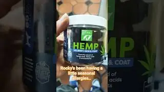 Puppy tries some Hemp to help his allergies 🥹😏 #pomsky #getslit #hemp #leaf #cute #funnyshorts #dog