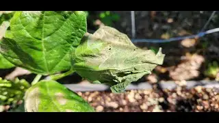 Sunburned Leaves Plants in the Garden