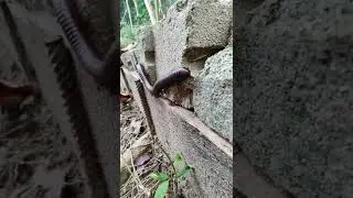 African rare GIANT Millipede 🤯😱 100 000 Views 😵&zwj;💫