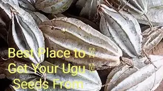 Best Place to Get Your Ugu (Fluted Pumpkin) Seeds From | Beginners Guide to Ugu Farming: