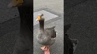 #goose #nature #animal #shorts
