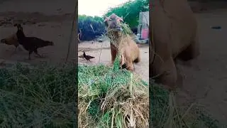Camel Eating grass at home