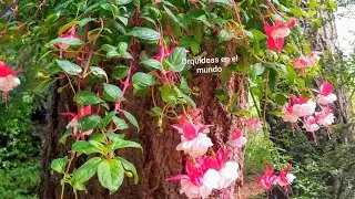 Cuidados de pendientes de la Reina Fucsia #Jardín/Orquídeas ║Orquídeas en el mundo
