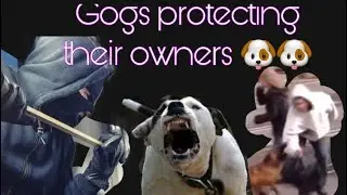 Dogs protecting their owners🐶❤️. Dogs that are better than guns!😍