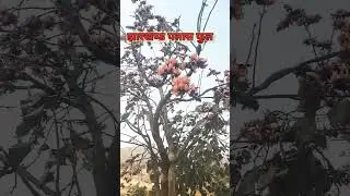 jharkhand plash phool #youtubeshorts #shorts #shortsfeed