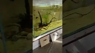 build an amazing #fishroom in 2023 it's worth it. #Dalua #fishtanks make #aquarium keeping easy