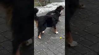 Mando und Chewy - Die Beiden sind der Hammer 🤣🤣