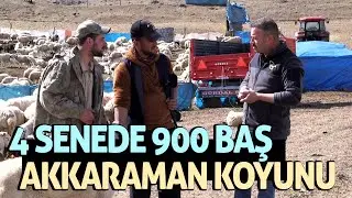 4 Senede 900 Baş Akkaraman Koyunu / Kangal Köpeklerinin Özellikleri