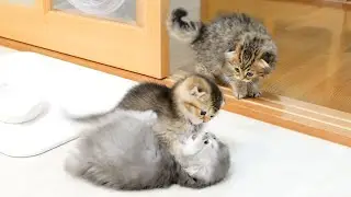 Было так мило видеть, как эти крошечные котята бегают и пытаются затеять драку!