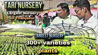 சந்தன மரம் வெறும் Rs.30 அனைத்து செடிகளும் ஒரே இடத்தில் - TariNursery Thanjavur- Largest nursery farm