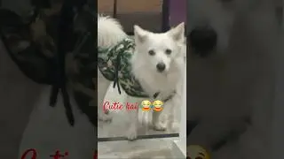 kaii ko samjh nhi aya #funny #comedy