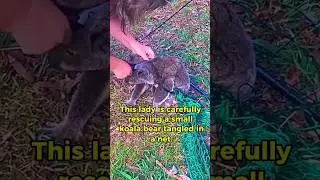 Heartwarming Koala Rescue 😍🥹 | His Escape is the Cutest Thing Ever   #koala #rescue #rescuestories