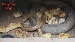 कोबरा चूजों को नुकसान पहुंचाता है और यहां तक कि आक्रामकता के साथ आदमी पर भी हमला करता है। 