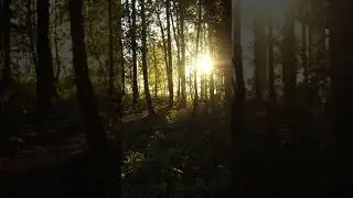Sun Rays I Mornings #shorts #youtubeshorts #viralshorts