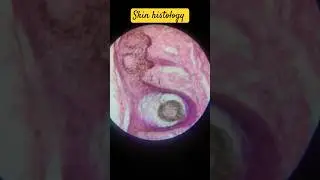 Skin histology #anatomy #mbbs#bds#histology #bhms#bams#education #shorts