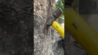 Remove iron nails from the tree so that the tree does not get cancer #shortvideo #viralvideo #shorts