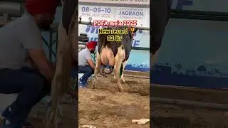 Pdfa mela 2025 cow 🐄 milking time #farming #pdfa #cow