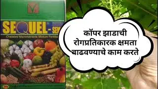 द्राक्ष बागेचा आज 16 वा दिवस आज आपल्याला कॉम्बी+ hicon 60 स्प्रे साठी घ्यायचे आहे घराला हिरवे बनवते 