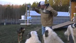 Pet Nutrition Tips for Working Dogs